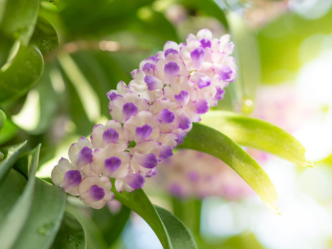 Purple orchid bunch,Aerides rosea Lodd. ex Lindl. & Paxton.soft focus.