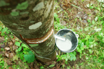 Rubber plantation in Thailand Abundant. Rubber production.
