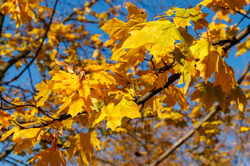 Yellow autumn leaves of maple tree close-up