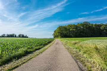 Green field with agriculture meadow and blue sky. Panoramic view to grass on the hill on sunny spring day