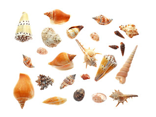 Many beautiful sea shells on white background, top view