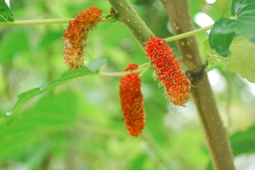 Mulberry Properties help quench the heat Exude heat Helps drive hot air.