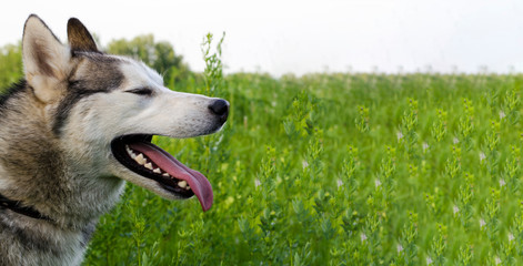 Mature siberian husky on green grass background. The cable has gray and white fur, different eyes are blue and brown.
