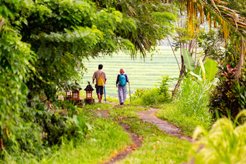 Fototapeta na wymiar Rice fields in Jatiluwih, Bali, Indonesia