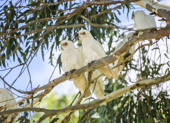 Couple white parrots on branch. Wildlife of Australia. Two birds, lovers