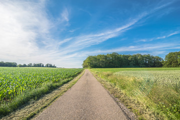 Green field with agriculture meadow and blue sky. Panoramic view to grass on the hill on sunny spring day