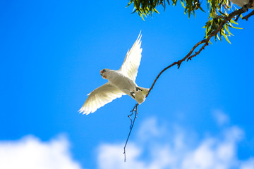 White bird flying up from a branch. Spread wings