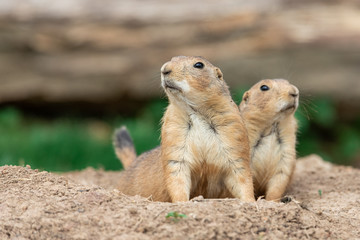 Prairie dog in the meadow - Powered by Adobe