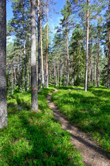 trail through a nature reserve in Sweden