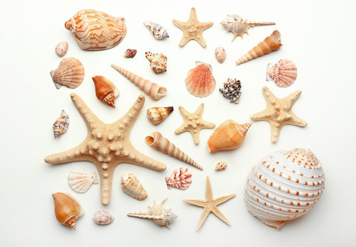 Many beautiful sea shells on white background, top view