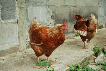 Chicken egg breeding Find your own natural food.