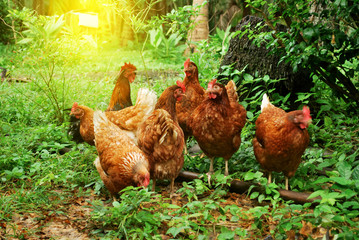 Chicken egg breeding Find your own natural food.