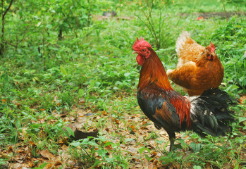 Thai Bantam after red-black hairs.