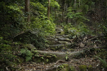 石段　熊野古道