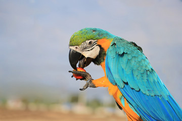 One macaw parrot is eating red fruit.