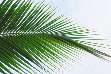 Fototapeta premium Green coconut leaf as background.