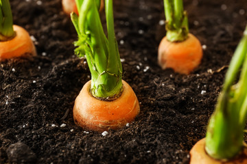 Growing carrots in soil, closeup