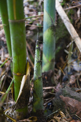 bamboo shoot growing on ground in the bamboo forest