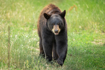 Black bear in the meadow