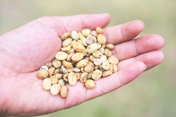 green unroasted coffee beans on hand - raw coffee beans
