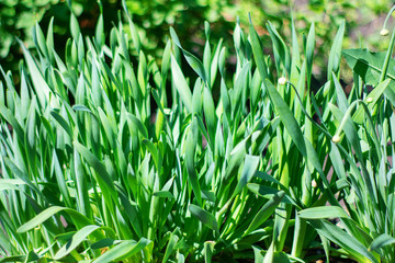 Spring onions growing in the summer garden