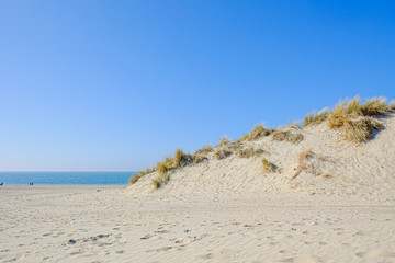 Sea Grass On A White Sand Dunes Beach under a clear blue Sky 