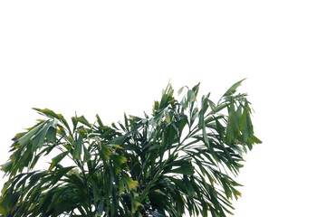 Tropical rainforest palm leaves with branches on white isolated background for green foliage backdrop 