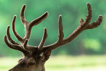 Fototapeta premium Deer in the forest