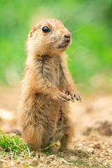 Fototapeta premium Prairie dog in the meadow