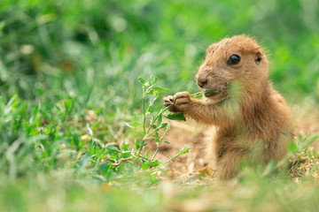 Prairie dog in the meadow