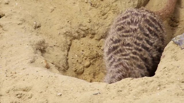 suricate