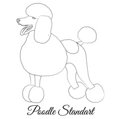 Standart poodle white cartoon dog outline