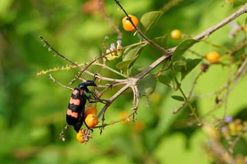 Orange blister beetle and ripe duranta erecta fruits in the field