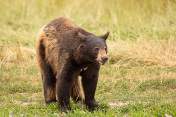 Obraz na płótnie Canvas Black bear in the meadow