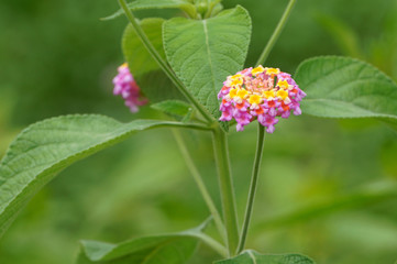 Close up of lantana camara flower blooming in the field