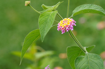 Lantana camara flower blooming in moring sunlight