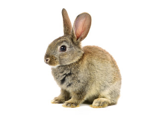 rabbit on a white background 