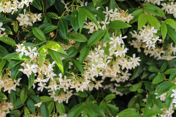 Trachelospermum jasminoides, Common names include confederate jasmine, southern jasmine, star jasmine, confederate jessamine, and Chinese star jasmine, blooming in garden