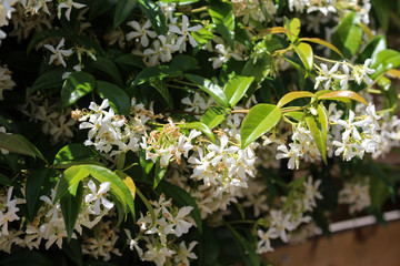 Trachelospermum jasminoides, Common names include confederate jasmine, southern jasmine, star jasmine, confederate jessamine, and Chinese star jasmine, blooming in garden