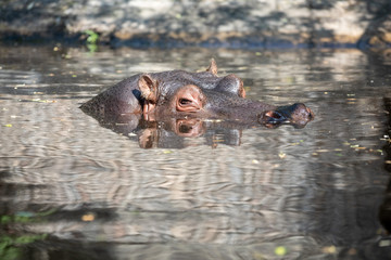 Fototapeta premium Swimming hippopotamus at water level, hippopotamus, behemoth, river-horse. Hippo.