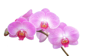 Pink Orchids With No Background