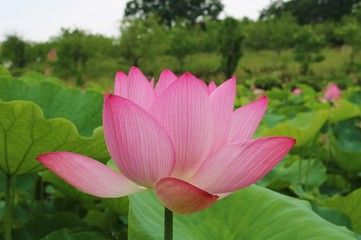 花　はす　大賀ハス　夏　公園　茨城