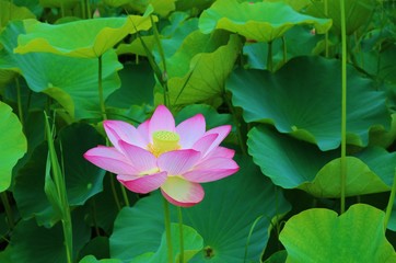 花　はす　大賀ハス　夏　公園　茨城