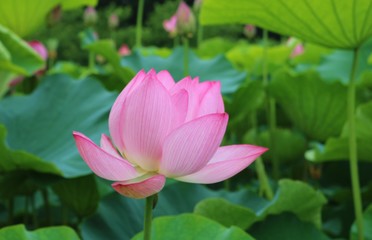 Obraz premium 花 はす 大賀ハス 夏 公園 茨城