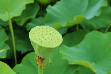 風景　蓮池　大賀ハス　咲き終わり　終焉　茨城