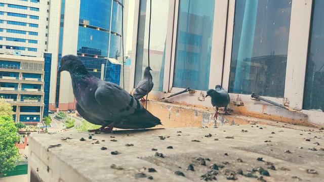 domestic or wild pigeons flying out and in outside a house in slow motion