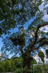 Fort canning , Park, Singapur