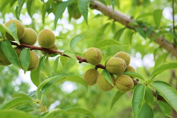 桃の木　小さい　実　緑　夏　茨城