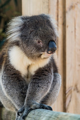 Close up photo of a Koala, a native Australian animal, in captivity. Albany, Western Australia, Australia.