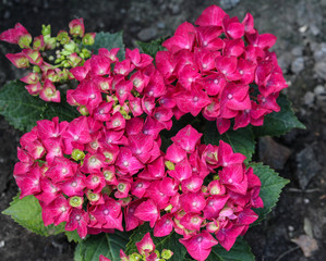 Mopheads hydrangea (Hydrangea macrophylla) blooming, common names include Common names include bigleaf hydrangea, French hydrangea, lacecap hydrangea, mophead hydrangea, penny mac and hortensia